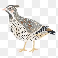 PNG Quail bird illustration, transparent background
