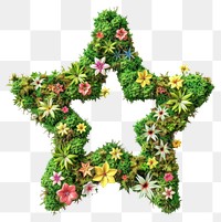 PNG  Star shape flower asteraceae graphics.
