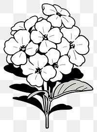 PNG Candytuft flower illustrated drawing blossom.