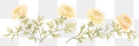 PNG Chrysanthemum as divider watercolor asteraceae graphics painting.