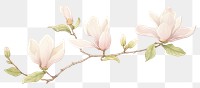 PNG Magnolia as divider watercolor blossom flower plant.