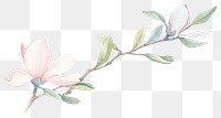 PNG Magnolia as divider watercolor blossom flower plant.