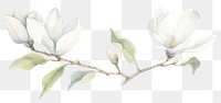 PNG Magnolia as divider watercolor illustrated blossom drawing.