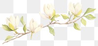 PNG Magnolia as divider watercolor blossom flower plant.