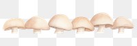 PNG Mushrooms as divider watercolor amanita fungus agaric.