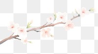 PNG Sakura as divider watercolor blossom flower female.