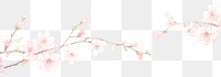 PNG Sakura as divider watercolor blossom flower plant.