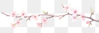 PNG Sakura as divider watercolor blossom flower plant.