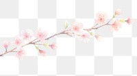 PNG Sakura as divider watercolor appliance blossom flower.