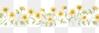 PNG Sunflowers as divider watercolor asteraceae graphics blossom.