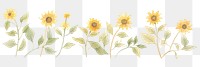 PNG Sunflowers as divider watercolor asteraceae blossom pattern.