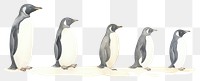PNG Penguin as divider watercolor animal bird king penguin.