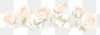 PNG Roses as divider watercolor graphics painting blossom.
