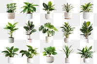 PNG potted houseplant element set, transparent background