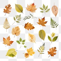 Fall pressed leaves png cut out set