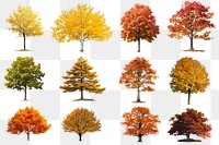 Autumn tree elements png cut out set