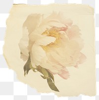 PNG Peony carnation painting blossom.