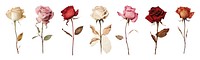 Dried flower png cut out element set