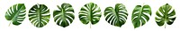 Monstera leaves png cut out element set