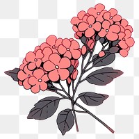 PNG Verbena flower illustrated graphics pattern.
