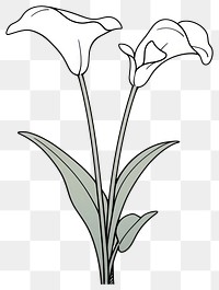 PNG Calla Lily flower illustrated blossom drawing.