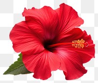 PNG Hibiscus flower plant red