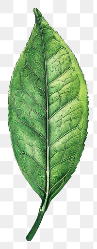 PNG Tea leaf annonaceae beverage plant.