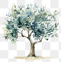 PNG Olive tree illustrated painting sycamore.