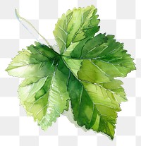 PNG Blackcurrant leaf sycamore produce herbal.