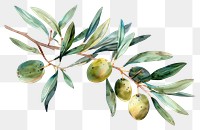 PNG Branch of olive annonaceae produce plant.