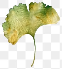 PNG Ginkgo leaf blossom flower petal.