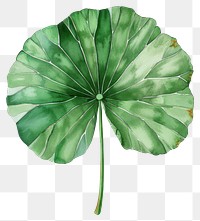 PNG Lotus leaf accessories accessory jewelry.