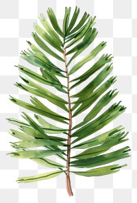 PNG Pine leaf conifer plant tree.