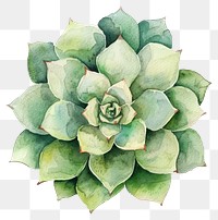 PNG Succulent accessories accessory graphics.