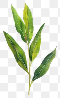 PNG Willow leaf herbal plant herbs.