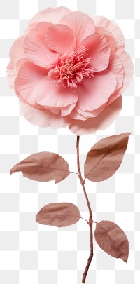 PNG Real pressed Camellia flower carnation blossom.