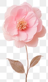 PNG Real pressed Camellia flower blossom anemone.