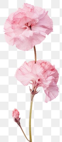 PNG Real pressed Carnation carnation flower blossom.