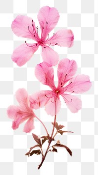 PNG Real pressed Azalea flower geranium blossom.