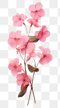 PNG Real pressed Impatiens flower geranium blossom.