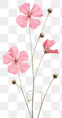 PNG Real pressed Rose Campion flower geranium blossom.