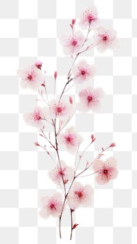 PNG Real pressed sakura flower blossom plant.