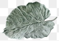 PNG Single herb leaf with intricate details plant porcelain vegetable.