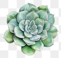 PNG Succulant illustrated accessories accessory.