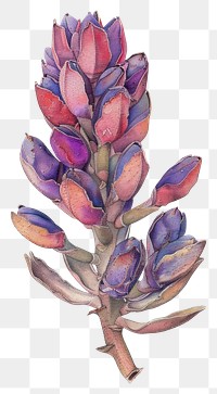 PNG Succulant astragalus lavender blossom.