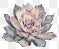 PNG Succulant drawing illustrated blossom.