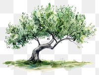 PNG Olive tree sketch art illustrated.
