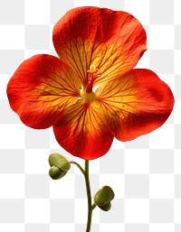 PNG Nasturtium geranium blossom anemone.