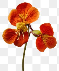 PNG Nasturtium geranium blossom flower.