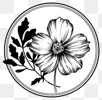 PNG Cosmos flower illustrated graphics drawing.